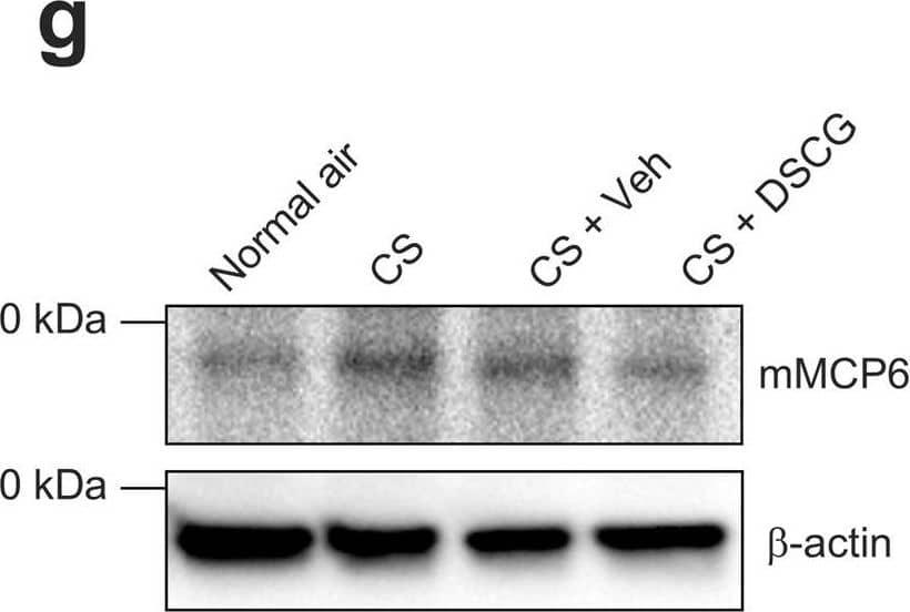 Detection of Mouse Mast Cell Protease-6/Mcpt6 by Western Blot