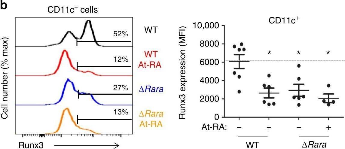 Detection of RUNX3/CBFA3 by Flow Cytometry