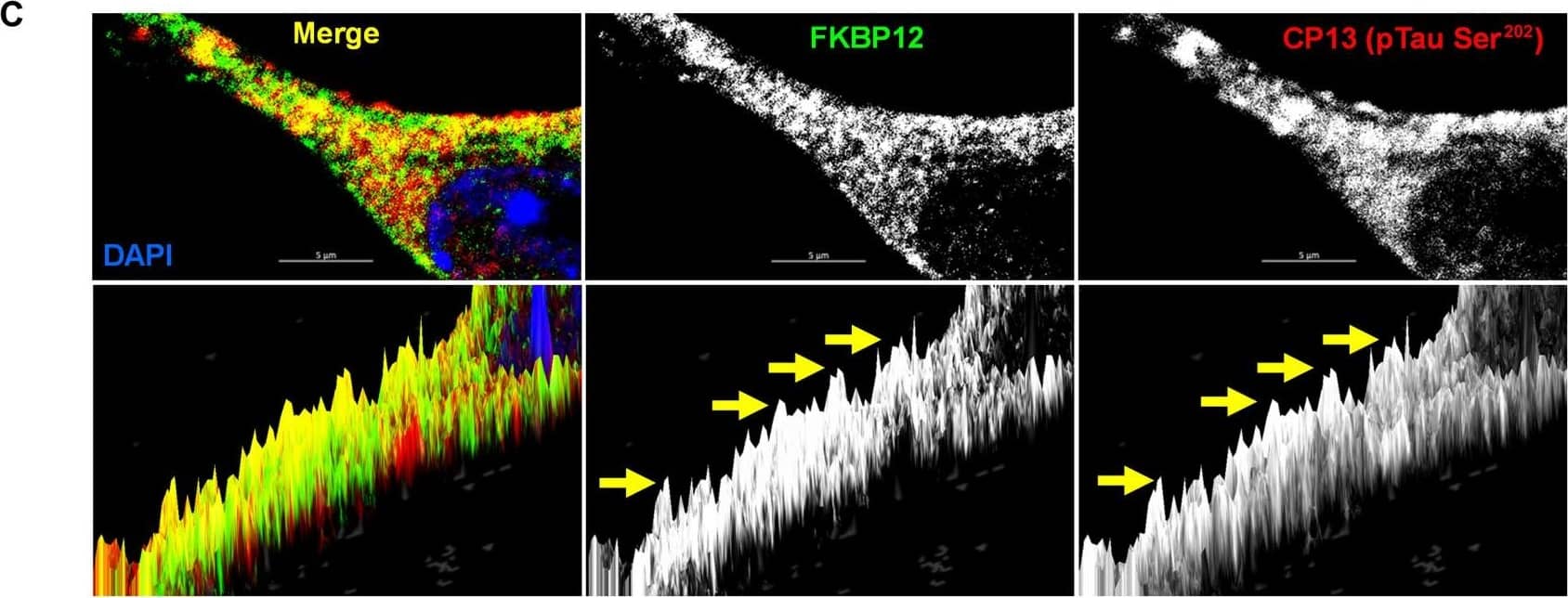Detection of Mouse FKBP12 by Immunohistochemistry