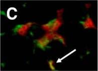 Detection of Human CD4 by Immunocytochemistry/Immunofluorescence