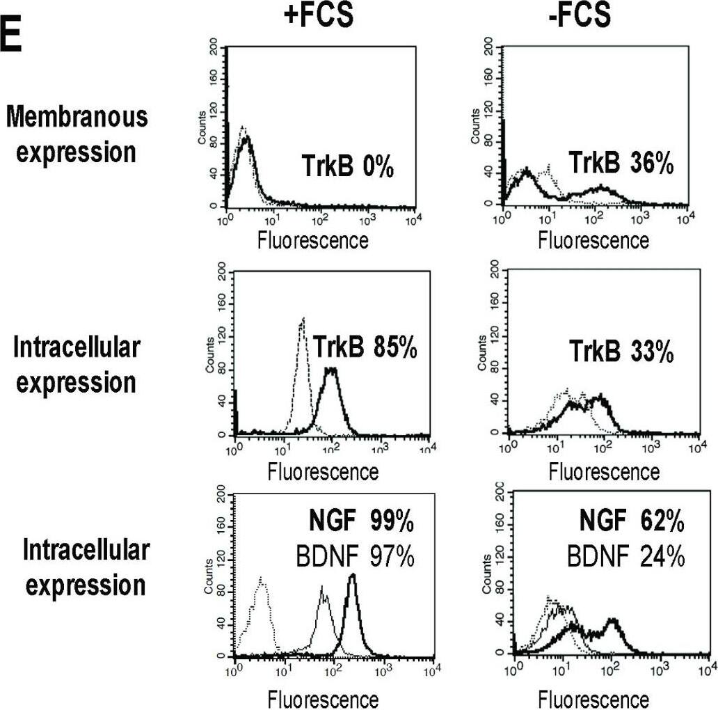 Detection of TrkB by Flow Cytometry