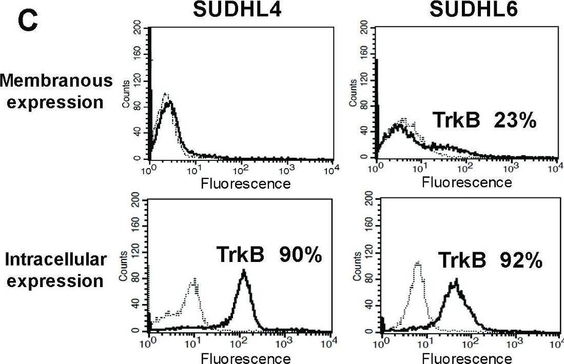 Detection of TrkB by Flow Cytometry