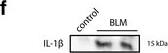 Detection of Mouse IL-1 beta/IL-1F2 by Western Blot