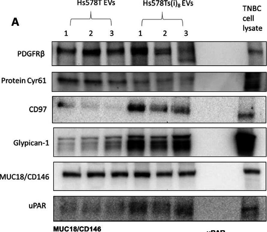 Detection of Cyr61/CCN1 by Western Blot