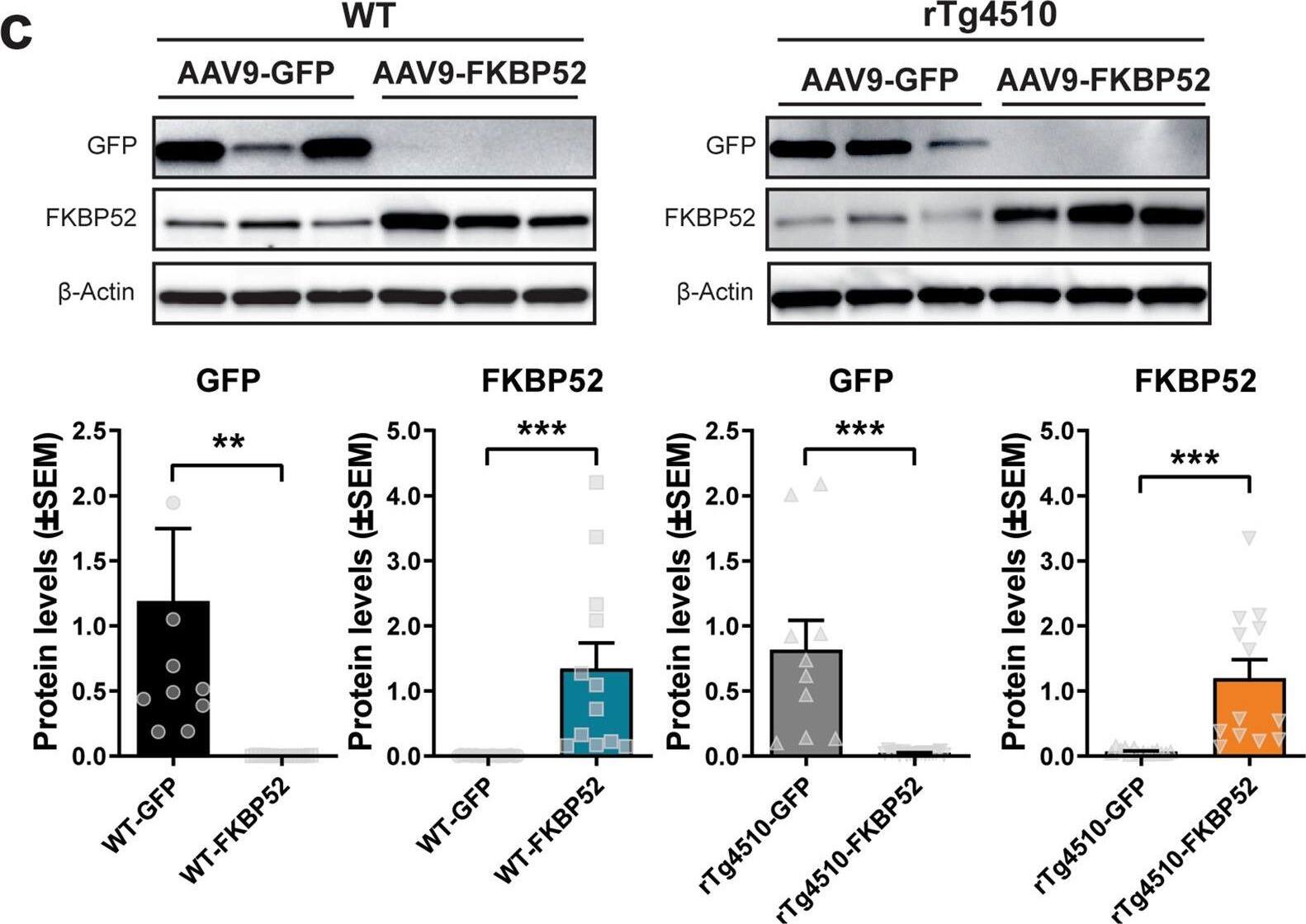 Detection of FKBP52 by Western Blot
