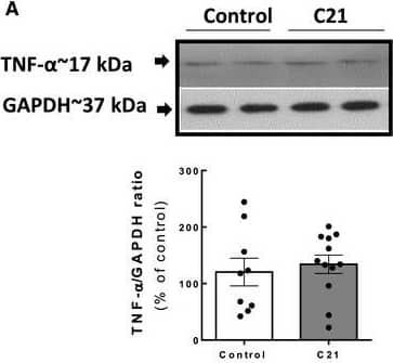 Detection of Mouse TNF-alpha by Western Blot