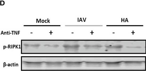 Detection of Mouse TNF-alpha by Western Blot