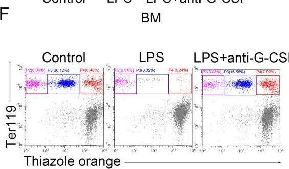 Detection of G-CSF by Flow Cytometry