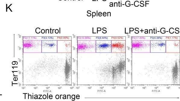 Detection of G-CSF by Flow Cytometry
