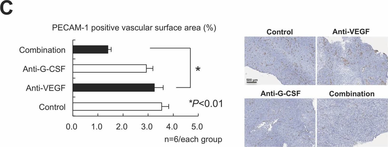 Detection of G-CSF by Immunohistochemistry