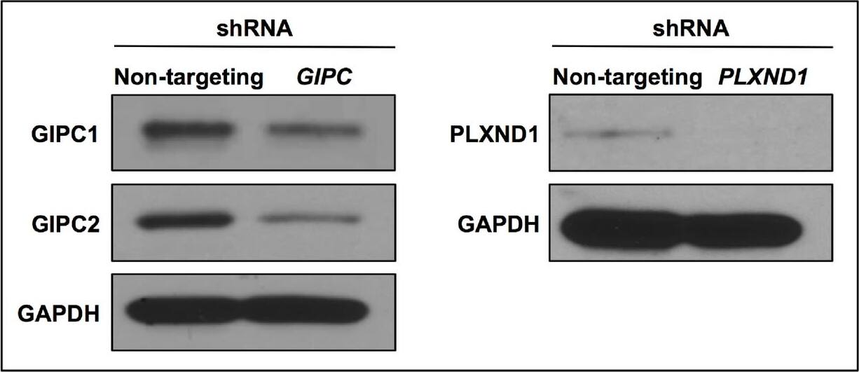 Detection of Zebrafish Plexin D1 by Western Blot