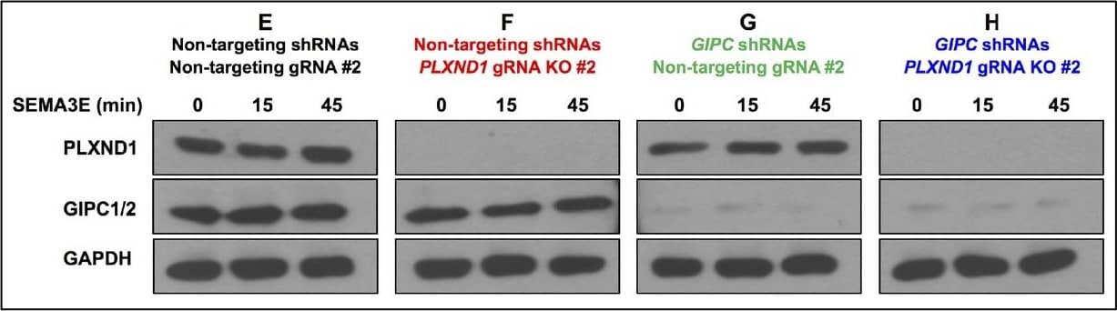 Detection of Zebrafish Plexin D1 by Western Blot