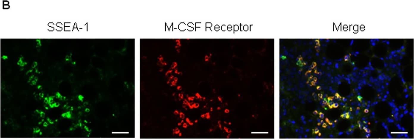 Detection of Mouse M-CSF by Immunocytochemistry/Immunofluorescence