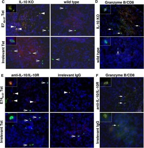 Detection of Mouse IL-10 by Immunocytochemistry/Immunofluorescence
