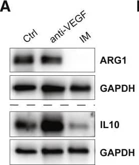 Detection of Mouse IL-10 by Western Blot