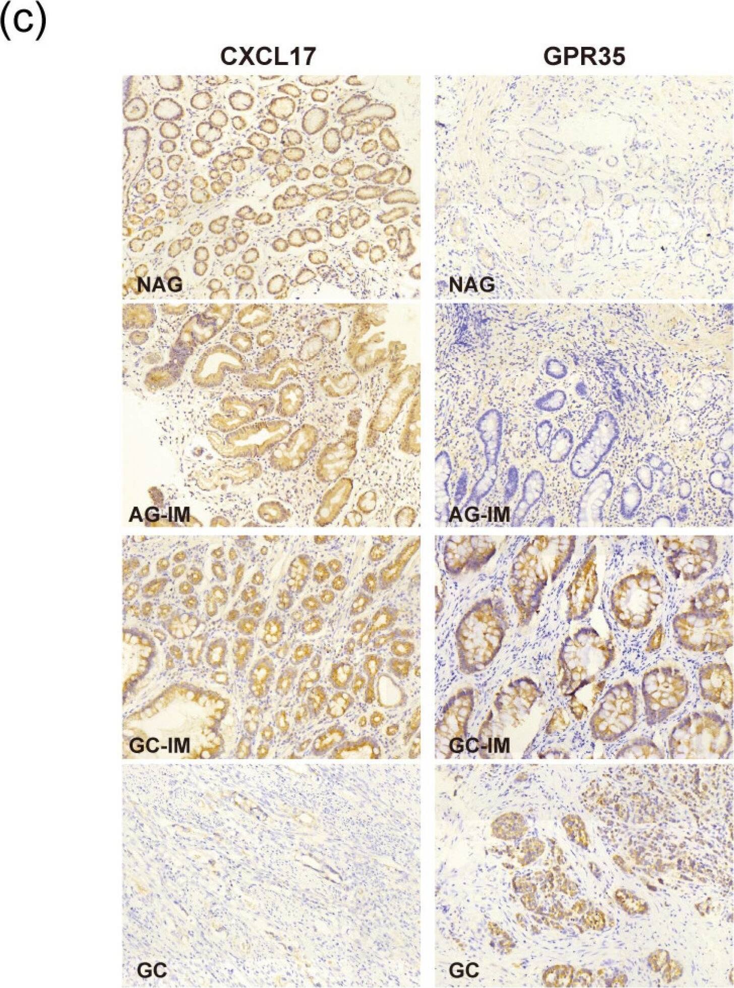Detection of CXCL17/VCC-1 by Immunohistochemistry