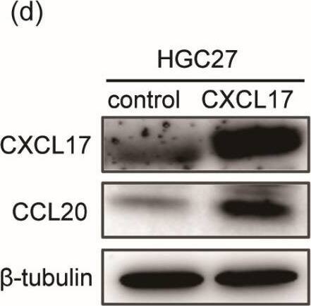 Detection of CXCL17/VCC-1 by Western Blot