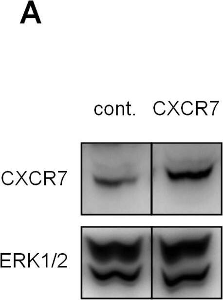 Detection of CXCR7/RDC-1 by Western Blot