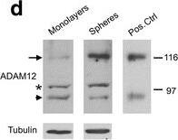 Detection of Human ADAM12 by Western Blot