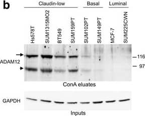 Detection of Human ADAM12 by Western Blot