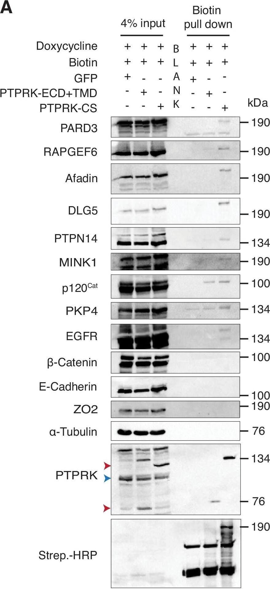 Detection of Human PTPN14/PTPD2 by Western Blot