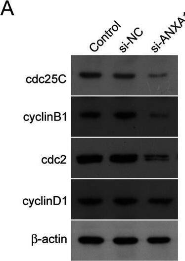 Detection of CDC25C by Western Blot