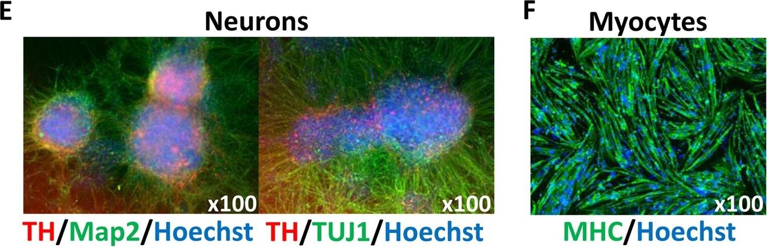 Myosin Heavy Chain Antibody (MAB4470) by R&D Systems, Part