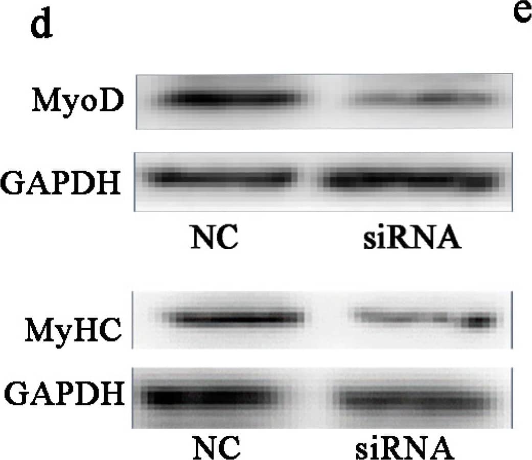 Detection of Mouse Myosin Heavy Chain by Western Blot