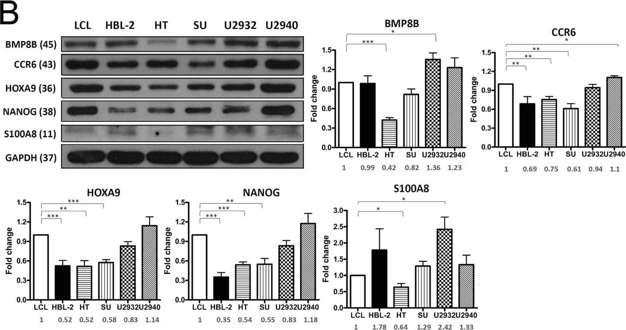 Detection of Human S100A8 by Western Blot