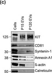 Detection of Human CD81 by Western Blot