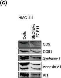 Detection of Human CD81 by Western Blot