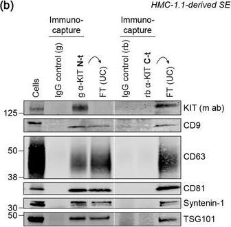Detection of Human CD81 by Western Blot