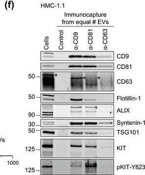 Detection of Human CD81 by Western Blot