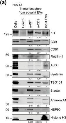 Detection of Human CD81 by Western Blot