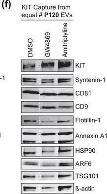 Detection of Human CD81 by Western Blot