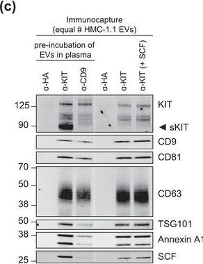 Detection of Human CD81 by Western Blot