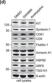 Detection of Human CD81 by Western Blot