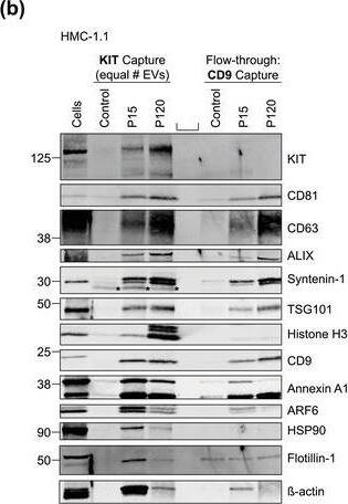 Detection of Human CD81 by Western Blot