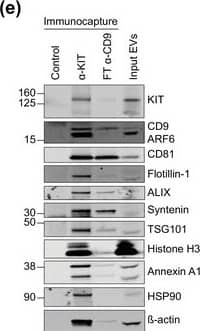 Detection of Human CD81 by Western Blot
