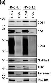 Detection of Human CD81 by Western Blot