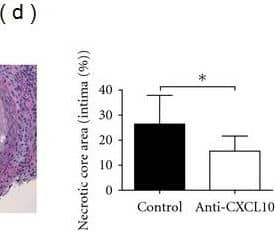 Detection of Mouse CXCL10/IP-10/CRG-2 by Immunohistochemistry
