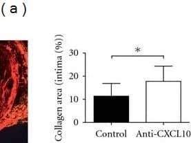 Detection of Mouse CXCL10/IP-10/CRG-2 by Immunohistochemistry