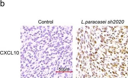 Detection of Mouse CXCL10/IP-10/CRG-2 by Immunohistochemistry