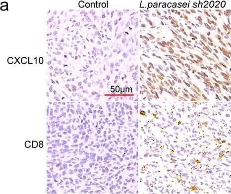 Detection of Mouse CXCL10/IP-10/CRG-2 by Immunohistochemistry