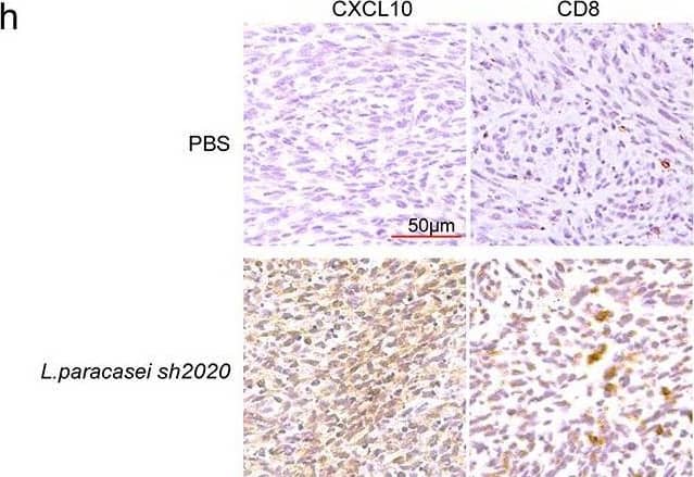 Detection of Mouse CXCL10/IP-10/CRG-2 by Immunohistochemistry