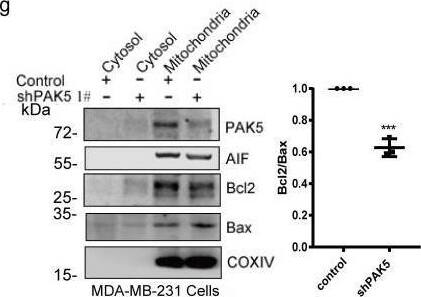 Detection of PAK7 by Western Blot