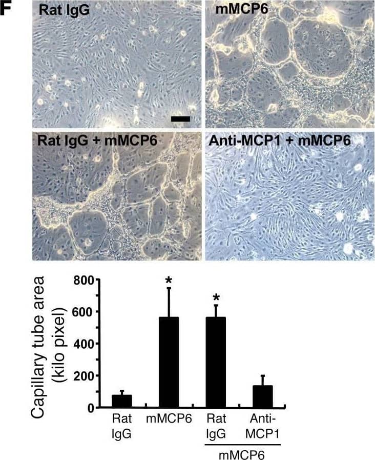Detection of Mouse CCL2/JE/MCP-1 by Immunohistochemistry