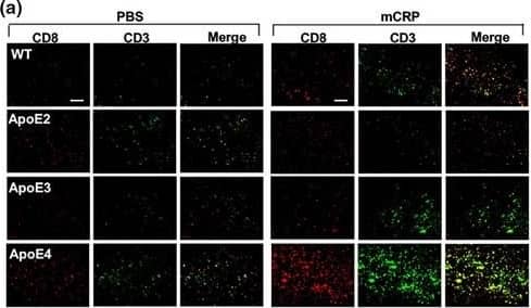 Detection of Mouse CD3 by Immunohistochemistry