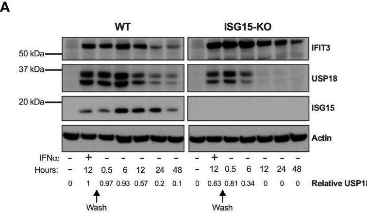 Detection of ISG15/UCRP by Western Blot