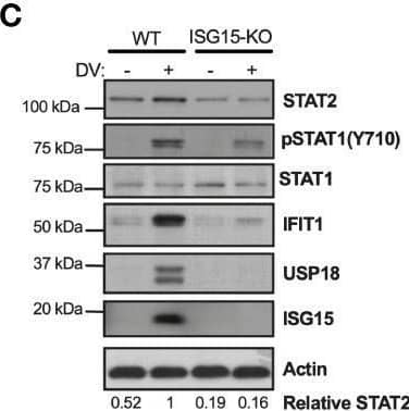 Detection of ISG15/UCRP by Western Blot